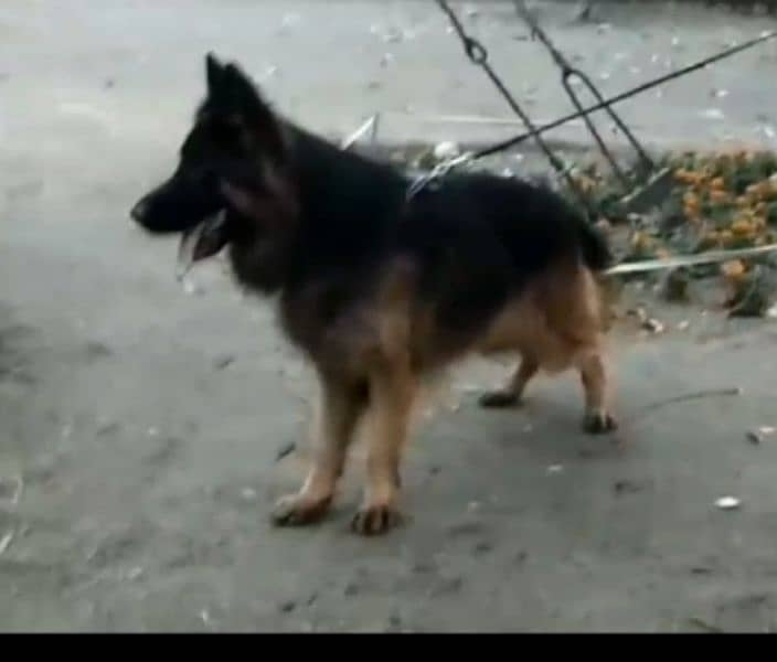 German shepherd Male Female and pedigree available 7