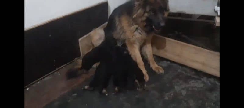 German shepherd Male Female and pedigree available 9