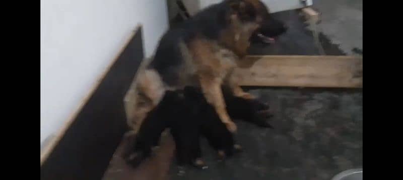 German shepherd Male Female and pedigree available 10