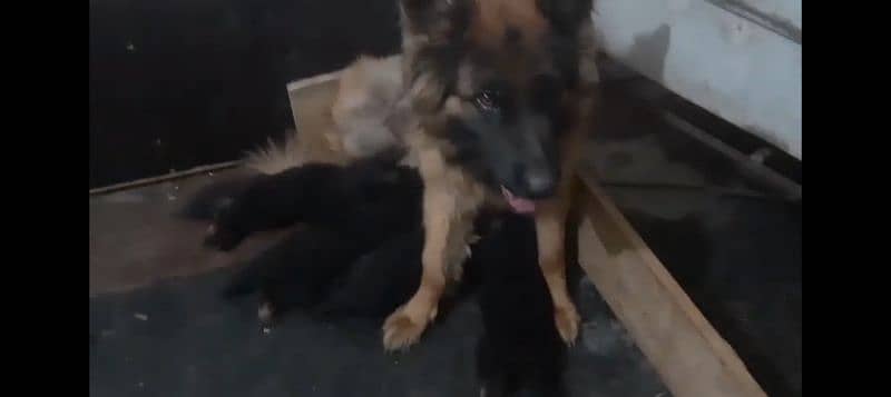 German shepherd Male Female and pedigree available 11