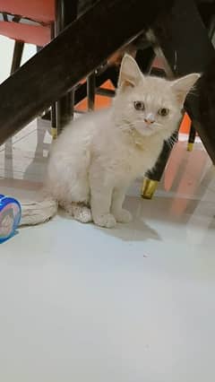 Persian kitten