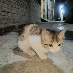 SIBERAN CAT FOR SALE