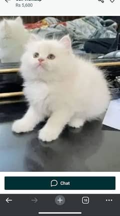 Persian cat for sale male and female my WhatsApp 03188638101