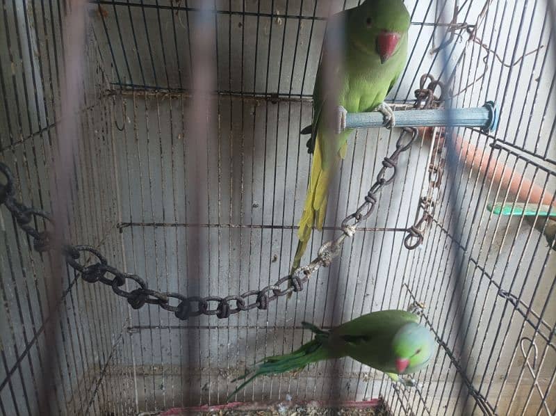 ringneck breeder pair with cage box sale 0