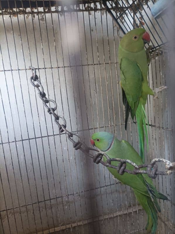 ringneck breeder pair with cage box sale 1