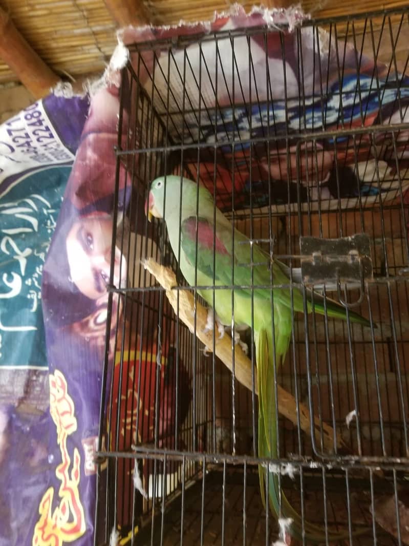 Raw Parrot Femail full active (2.8 Years) 0