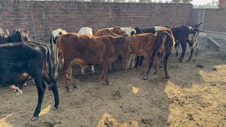 Sahiwal | Freesien | Choltistani | Fateh jangi cross | BULLS | Wacha