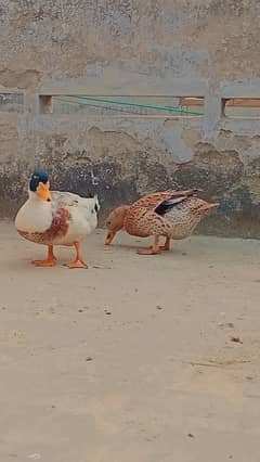 ducks