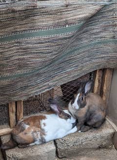 rabbits for sale