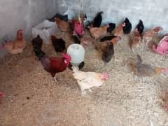 misri golden hens