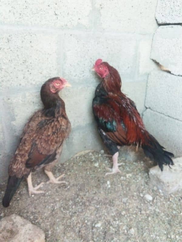 Aseel pair for sale 3