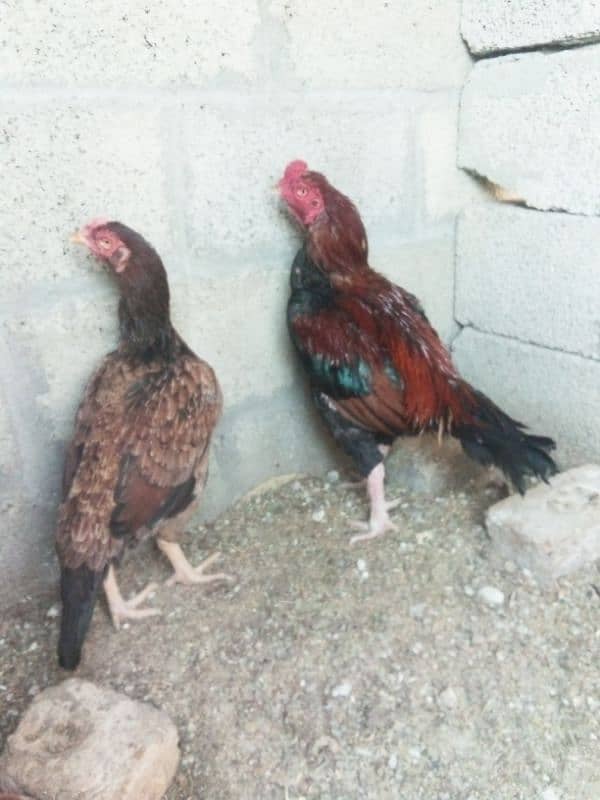 Aseel pair for sale 5