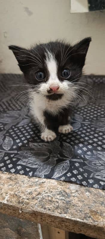 cute 15 days black and white cat 0