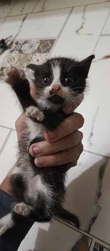 cute 15 days black and white cat 1