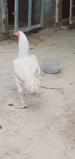 White heera pair very long hight and double body