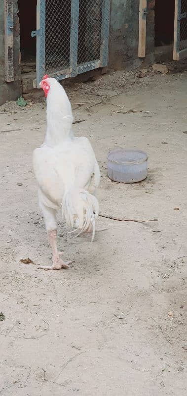 White heera pair very long hight and double body 0