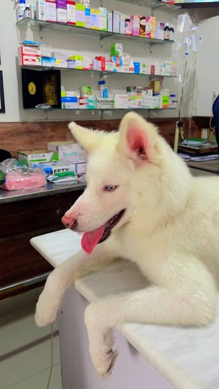 bella is looking for a new home 5 months old Siberian Husky 0