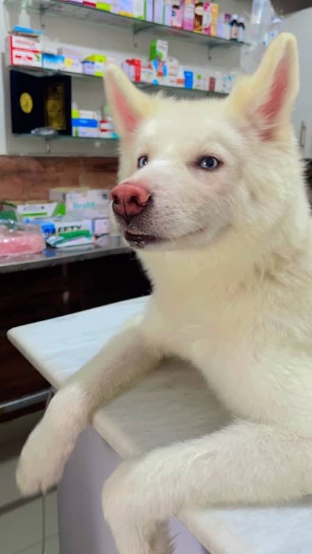 bella is looking for a new home 5 months old Siberian Husky 1