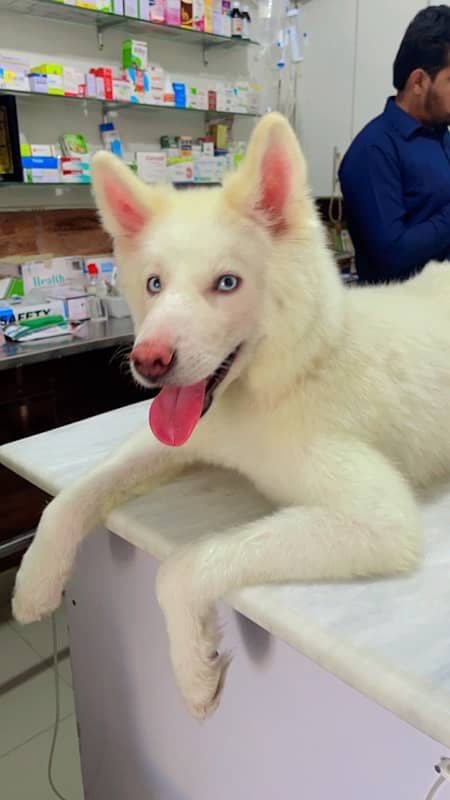 bella is looking for a new home 5 months old Siberian Husky 2