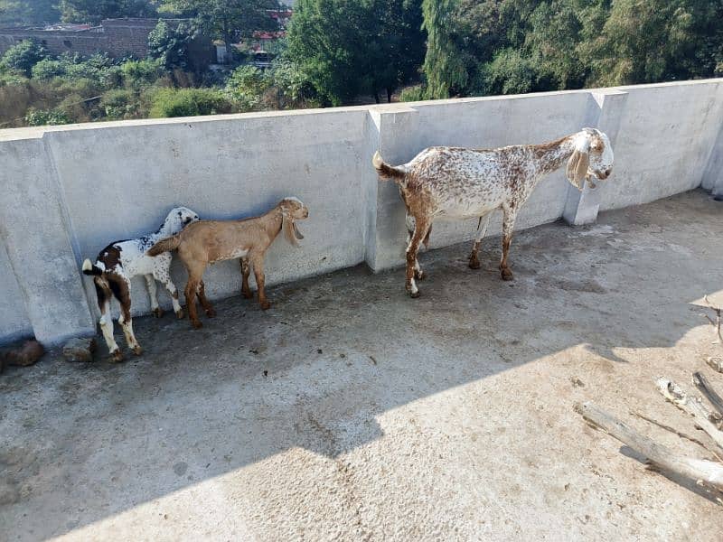 makhi cheeni healthy bakri with 2 male kids 2