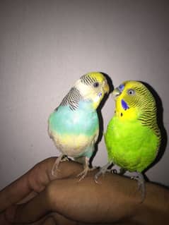 hand tame parrot