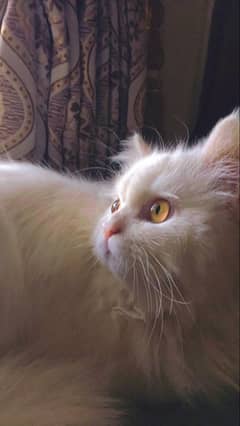 Pure persian male cat