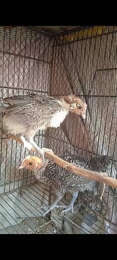 original misri male chicks (  fayoumi )