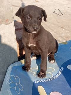 Labrador dog for sale