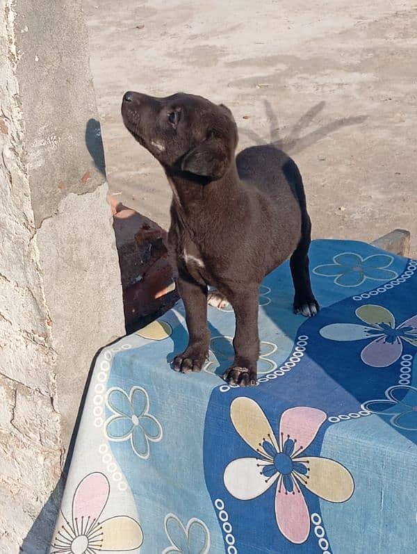 Labrador dog for sale 2