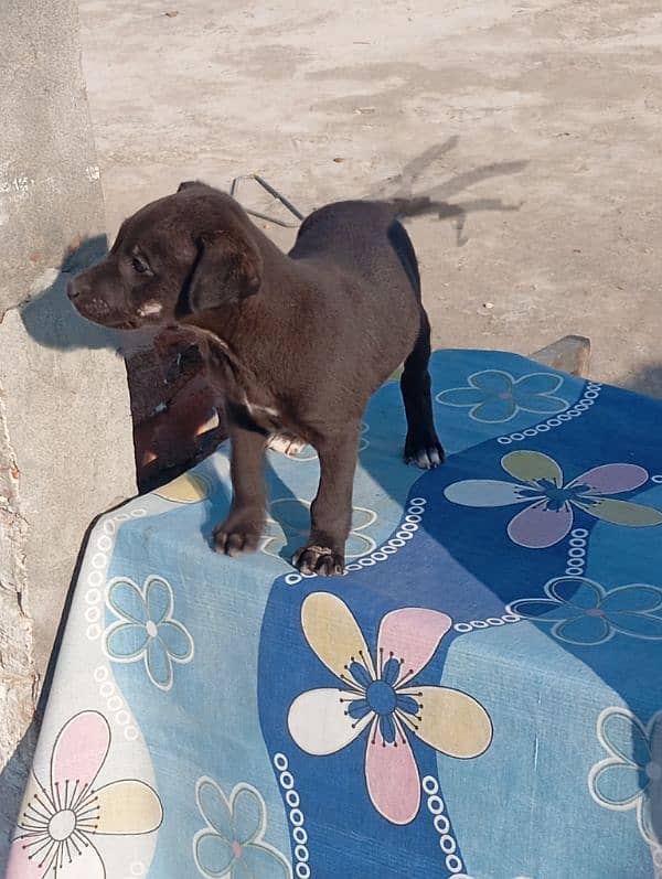 Labrador dog for sale 3