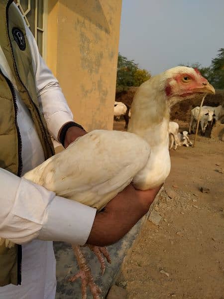 Pure White Heera Aseel female 2