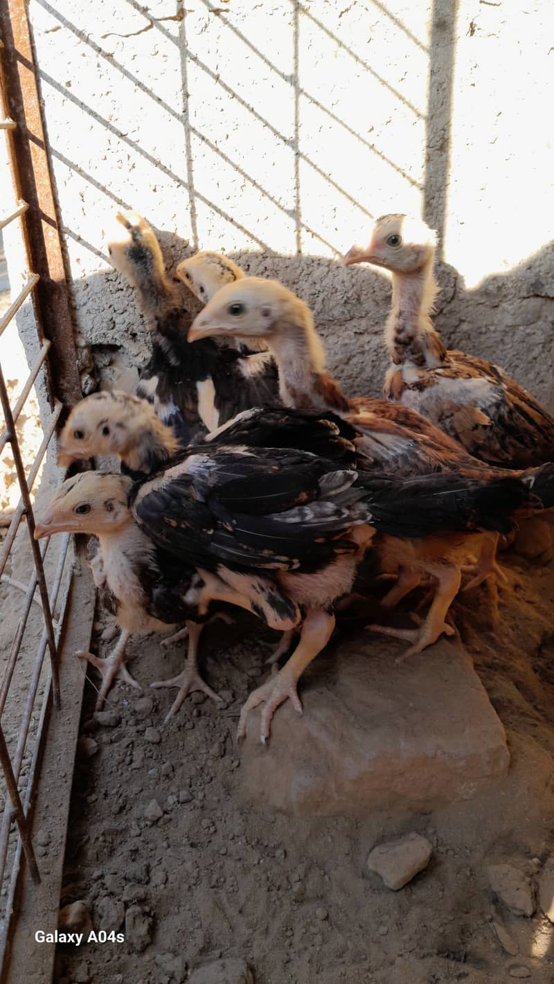 shamo and malay chicks and eggs 5