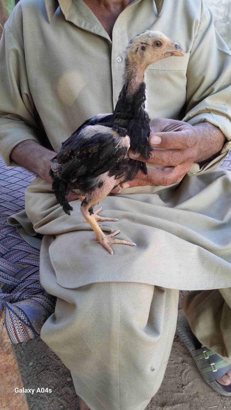 shamo and malay chicks and eggs 8