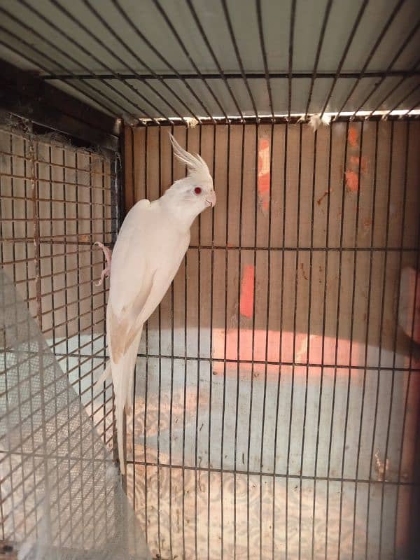 12 potion cage Eno Red eye  Male , Eno paid Male And charcoal breeding 17