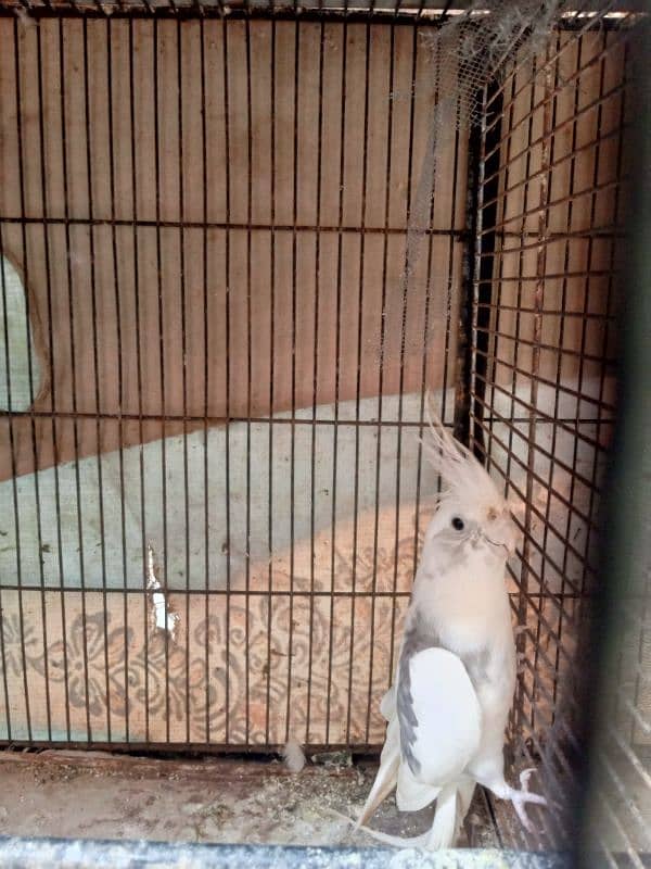 12 potion cage Eno Red eye  Male , Eno paid Male And charcoal breeding 19