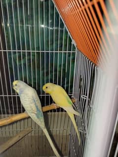 Australian Budgies Pair