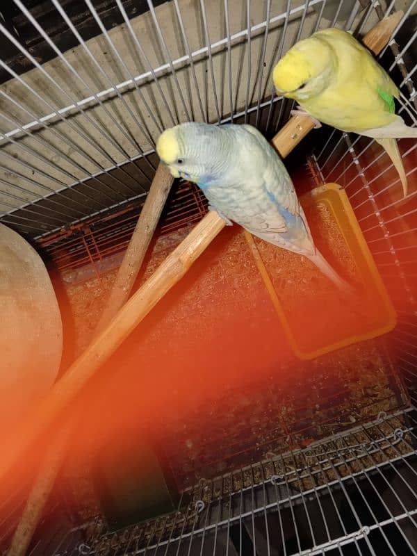 Australian Budgies Pair 2