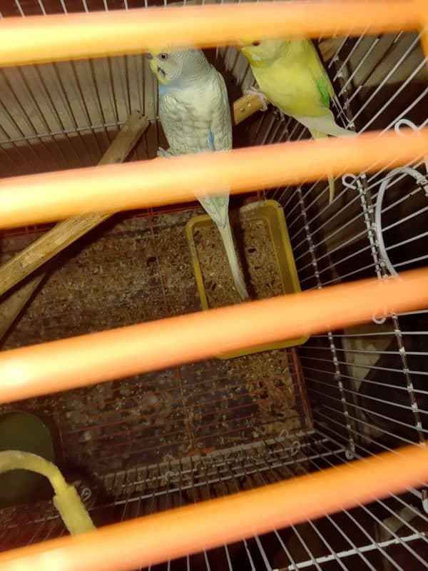 Australian Budgies Pair 4