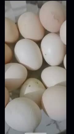 Heera eggs