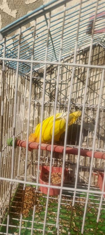 lovebirds for sale 0