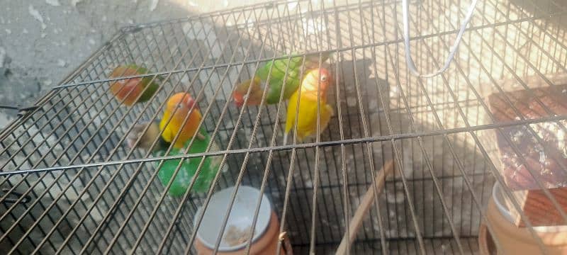 lovebirds for sale 1