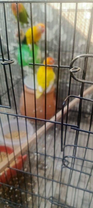 lovebirds for sale 2