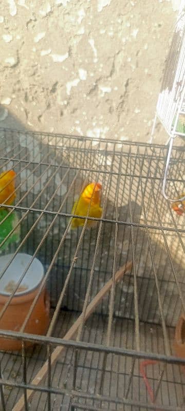 lovebirds for sale 3