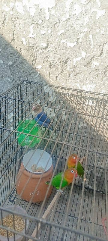 lovebirds for sale 4