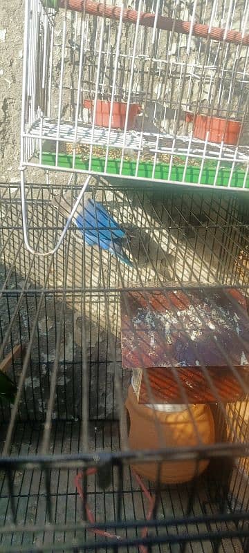 lovebirds for sale 5