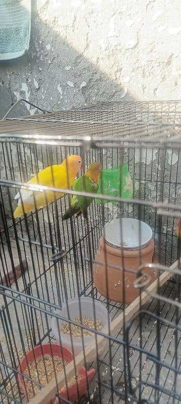 lovebirds for sale 6