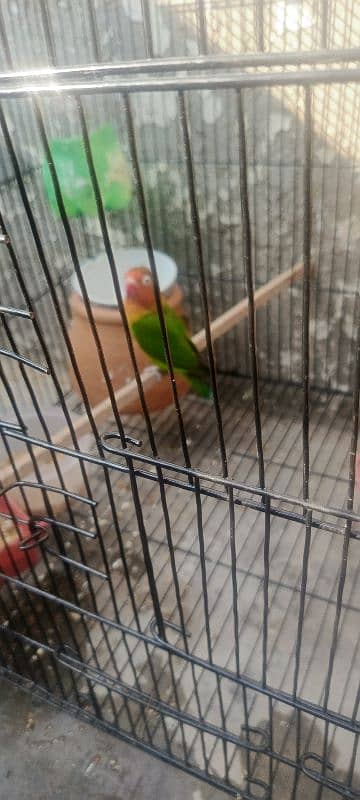 lovebirds for sale 8