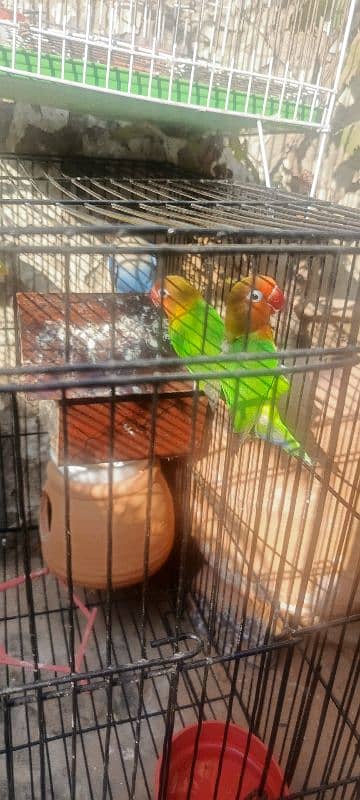 lovebirds for sale 9