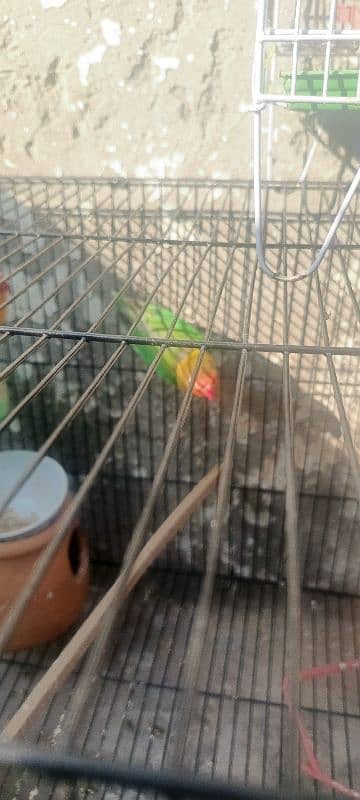 lovebirds for sale 15