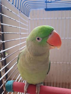 FEMALE PAHRI PARROT TALKING PARROT FOR SALE WITH MASTER CAGE